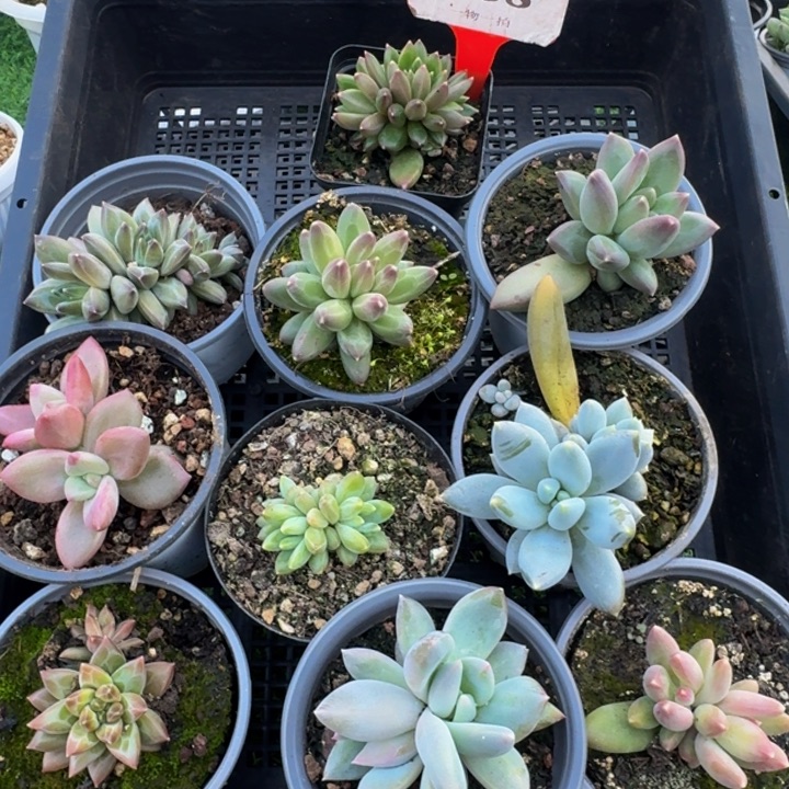 158多肉植物一物一拍