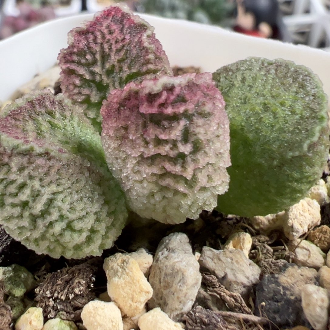 实生新品单头纯木质桩多肉植物