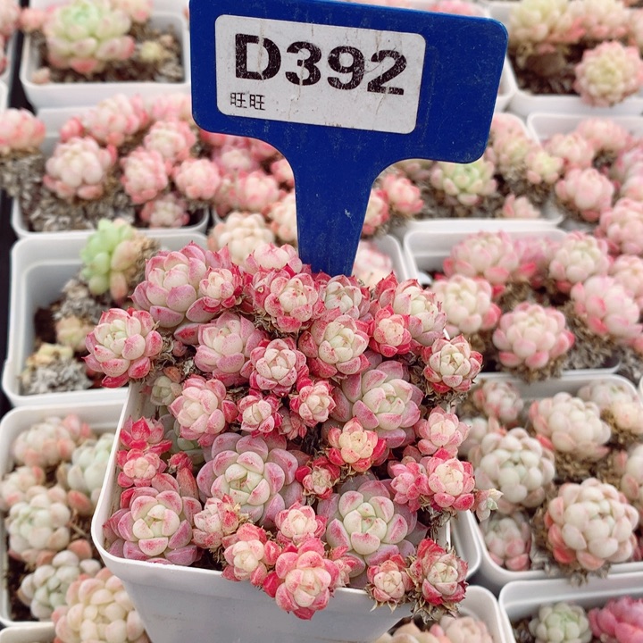 妈*羊脂球7cm不包整群