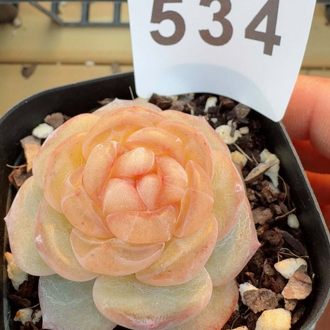 嫦娥         精品多肉