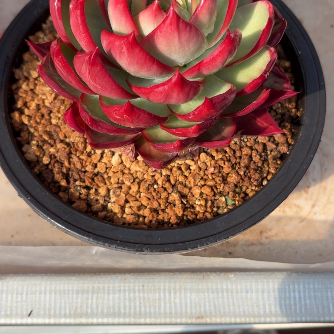 惊鸿仙子好看的好看的