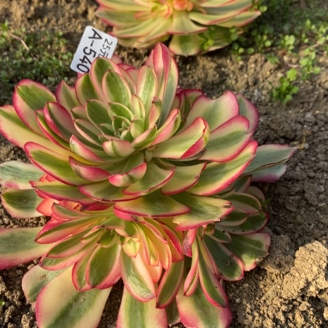 540倾城满25包邮多肉