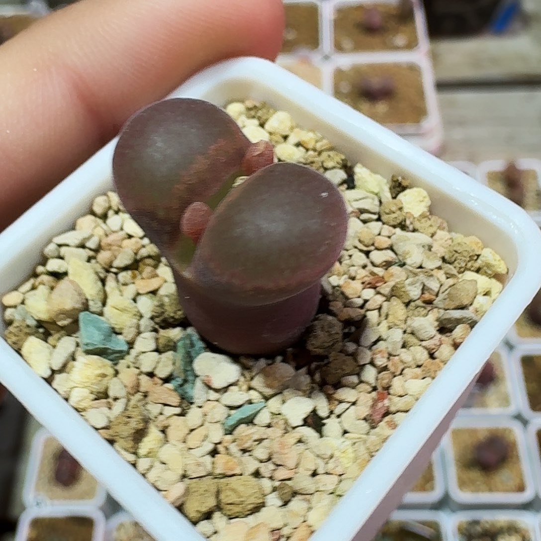 多肉植物福利肉锥610