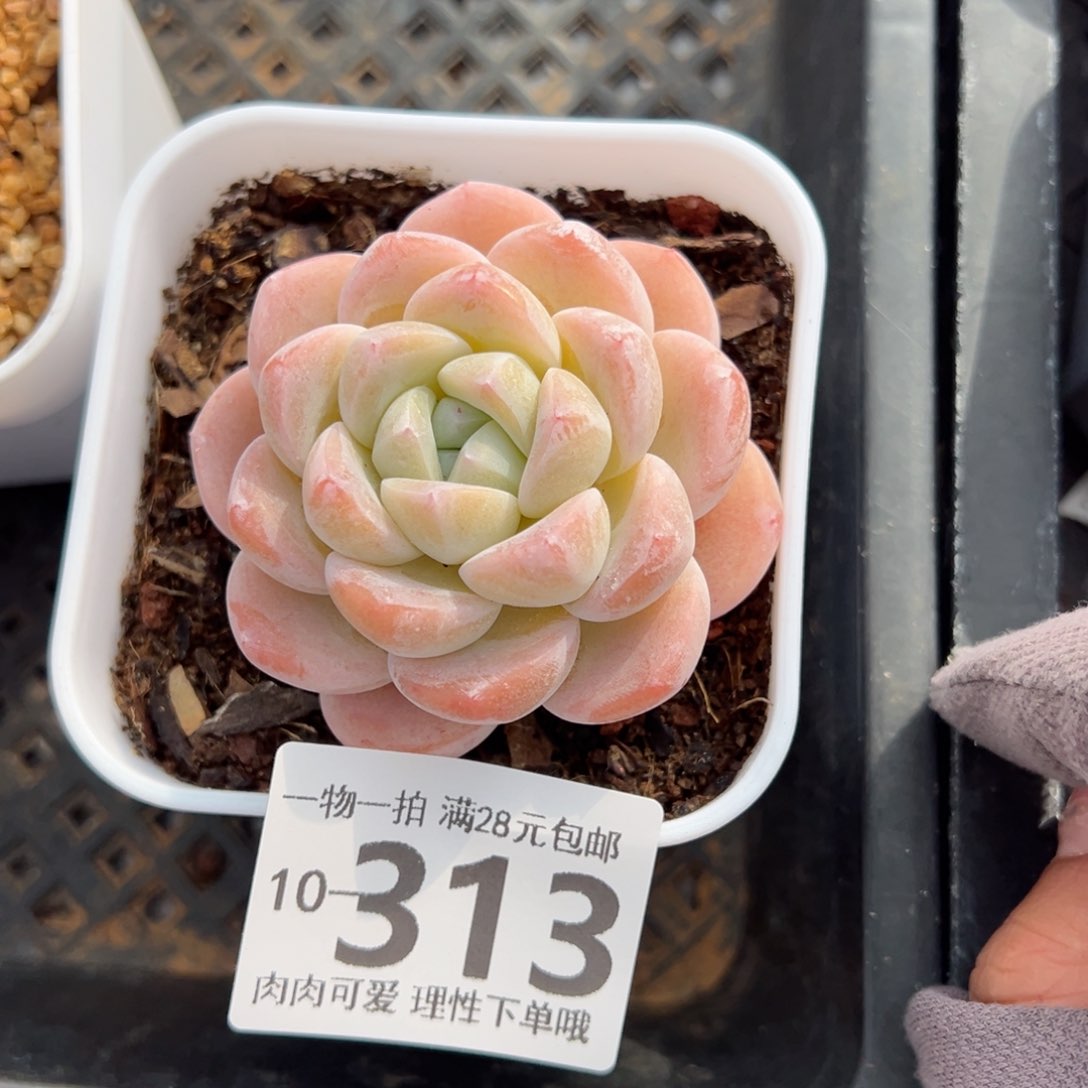 冰玉，多肉多肉多肉多肉