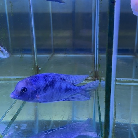 蓝***：海水鱼159号11111111