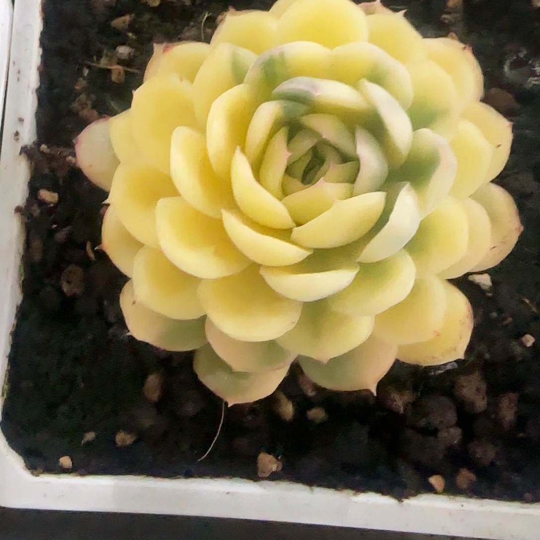 草莓冰锦多肉植物