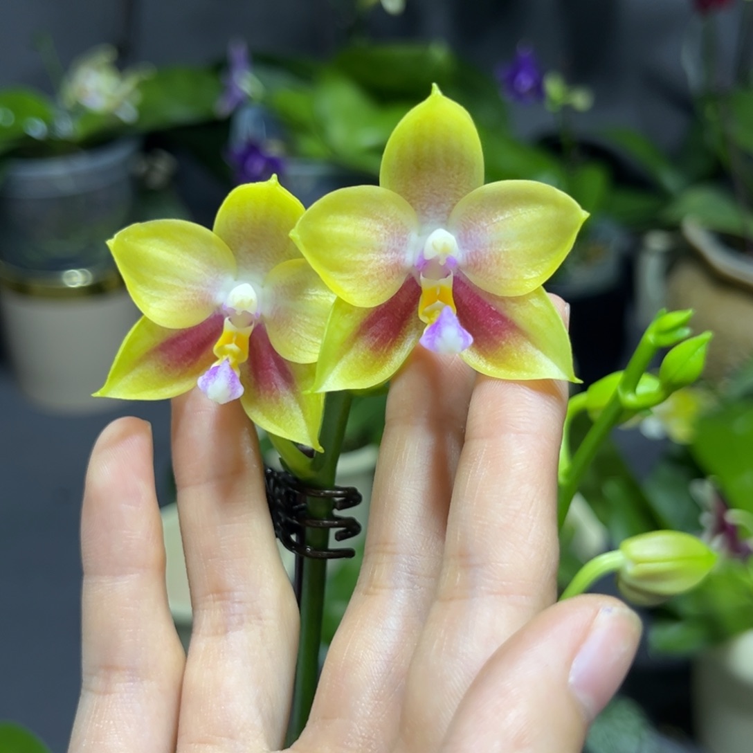 完全开放4寸鹰隼彩虹开花株