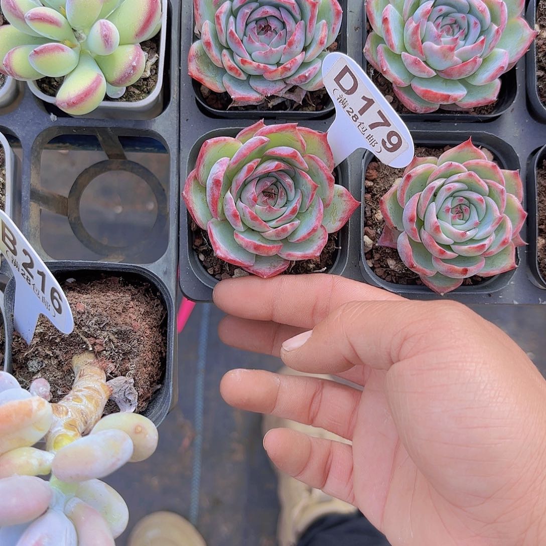 D179惊鸿仙子一物一拍