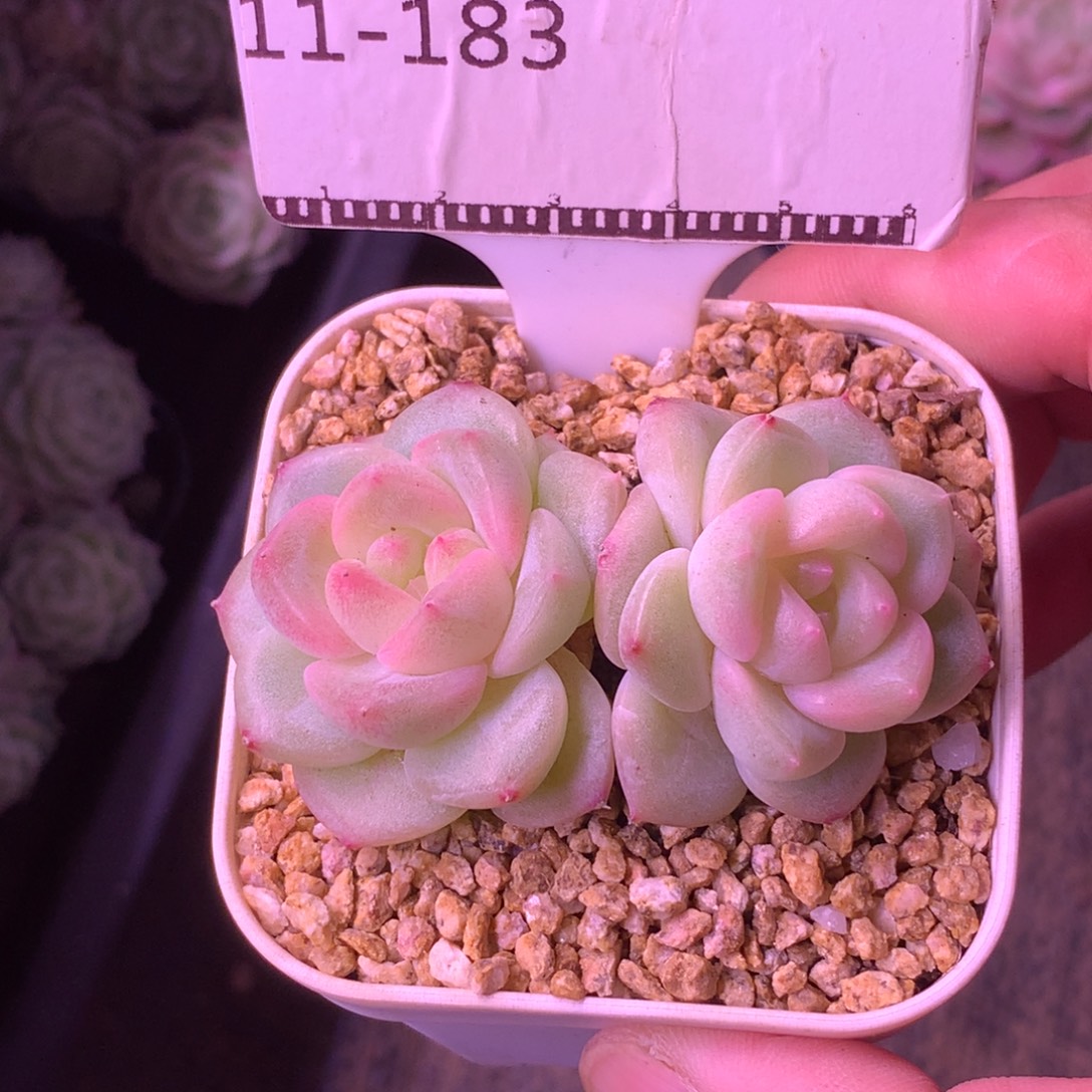 编号珍妮福利精品58包邮