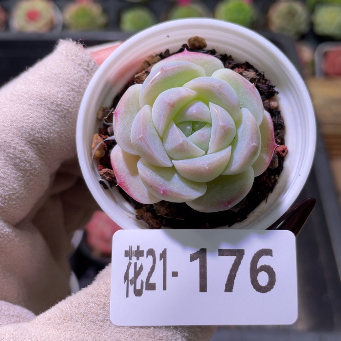 花利美21-176新品