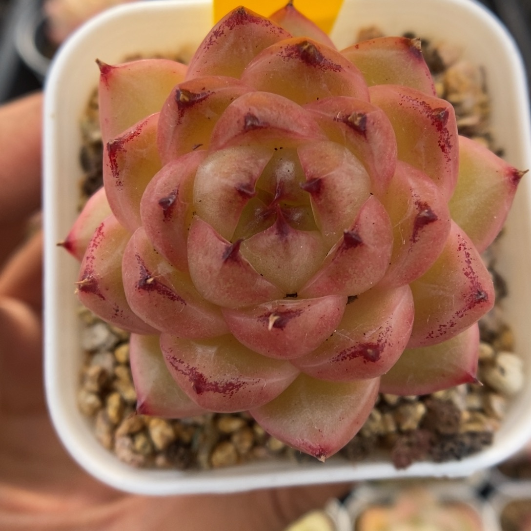 润玉珍妮可拍5323号