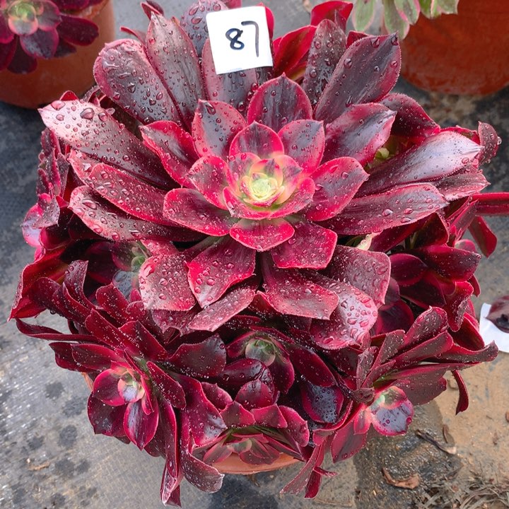 87凤冠精品法师多肉