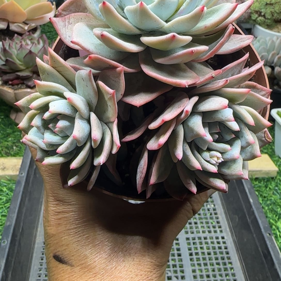 锦安精品多肉植物242