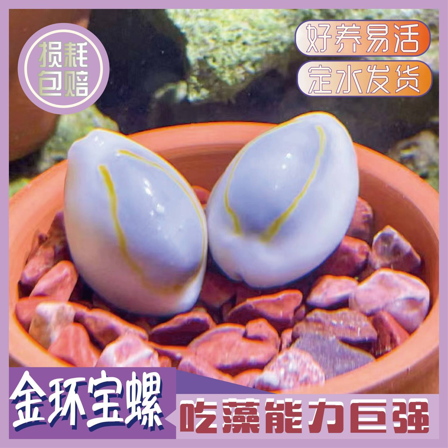 金环宝螺紫底星螺宝贝螺海缸吃藻除绿藻活的观赏螺清洁螺海螺