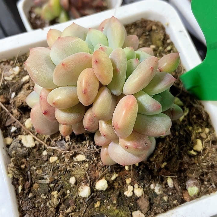 多肉植物凌雪965