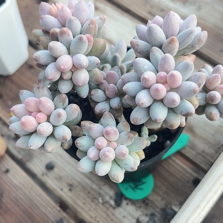 婴儿手指多肉植物16.8