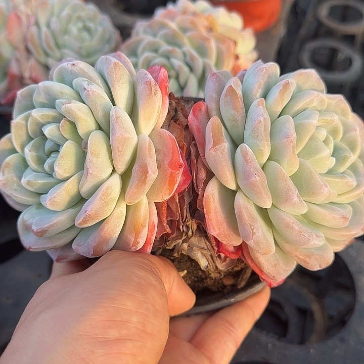 精控冰玉大群 0122-03 不包整