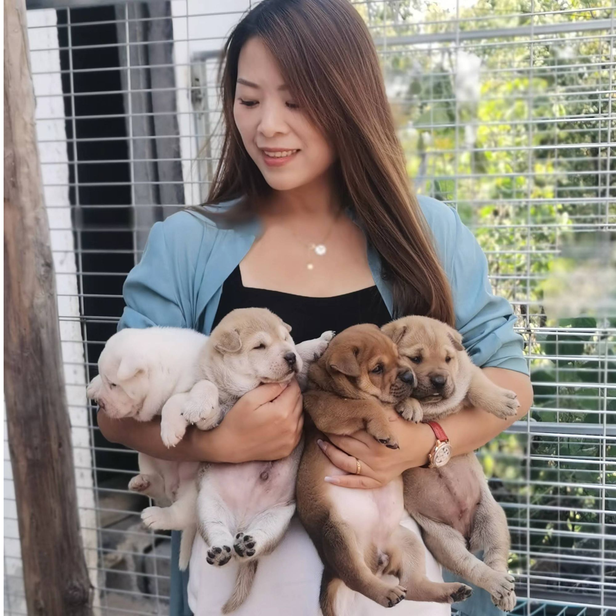 湖南怀化阿力陪伴犬繁育