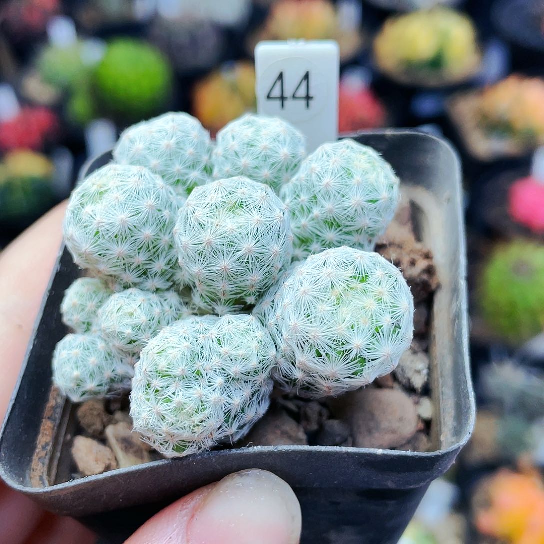 非偏远地区满25裸根发货仙人球