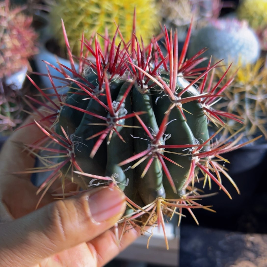 墨西哥精品（里刺红虎）