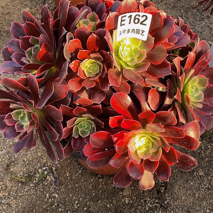 多肉蒙娜丽莎162多肉