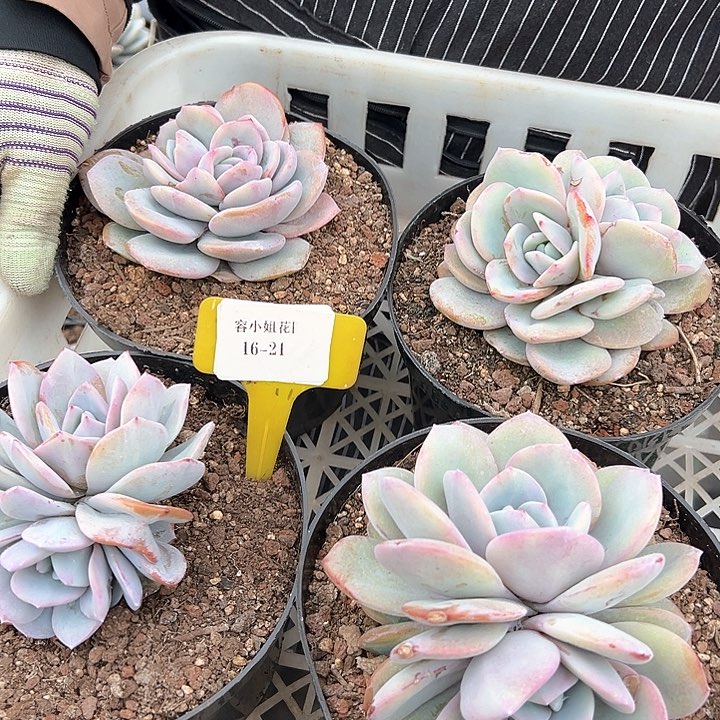 16.21奶茶一个脱土