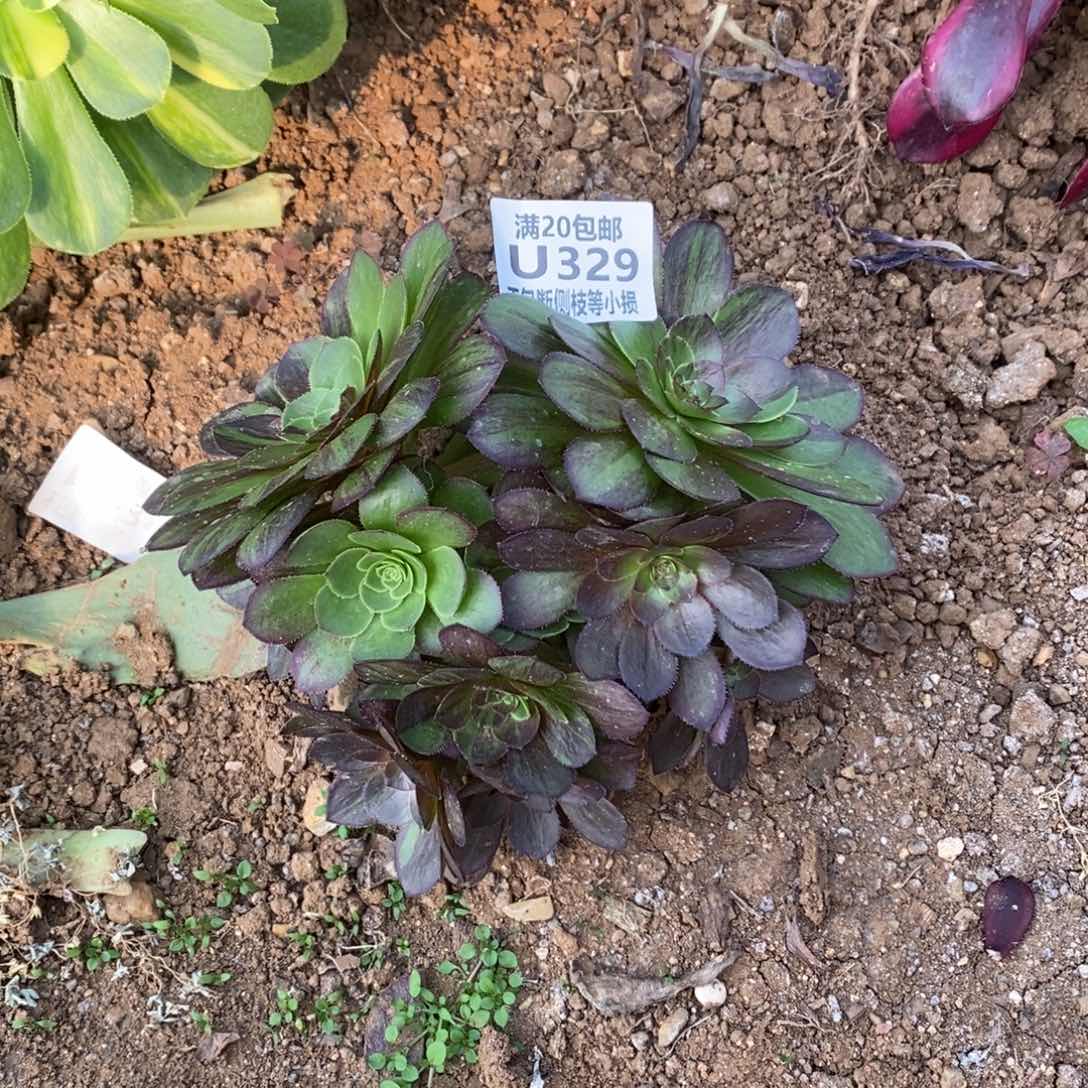 329花月夜多肉有砍