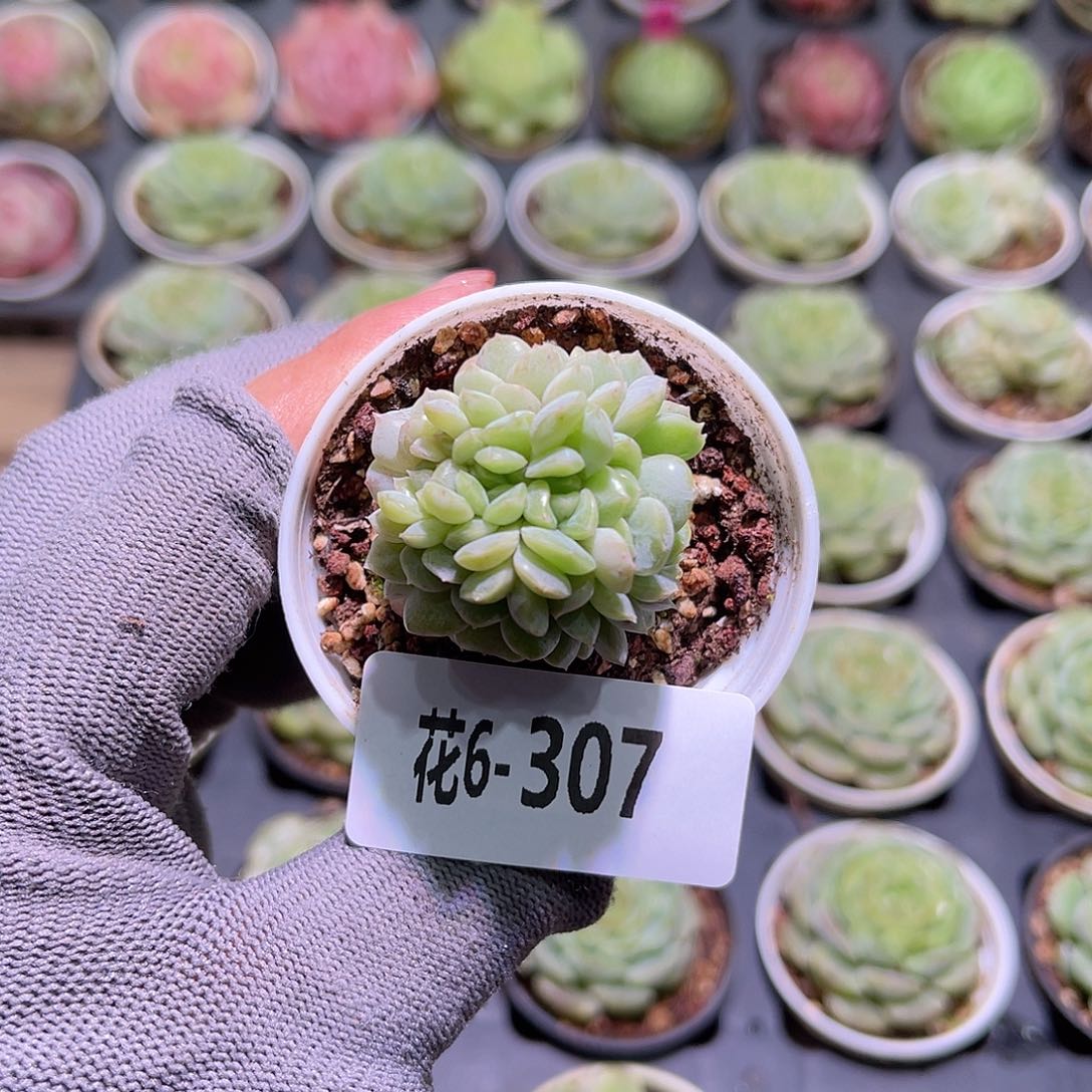 花06-307容晶缀化