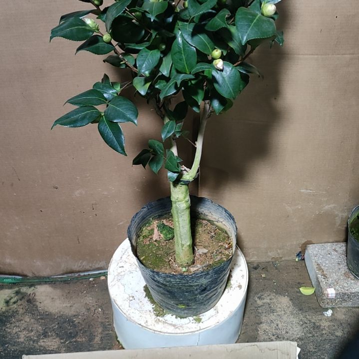 957埃及艳后，原盆原土发货，不包邮