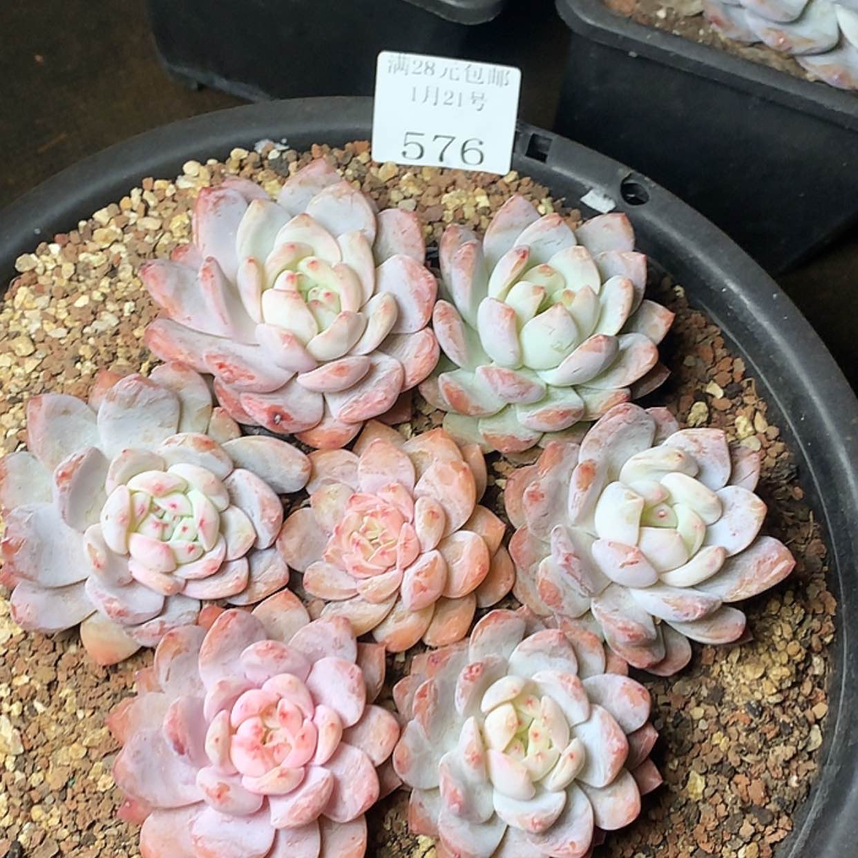 【闪购商品】云576