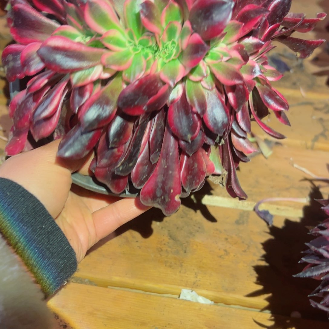 547 号多肉植物法师新年福利