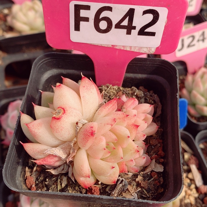 福利款多肉植物6cm不包整群