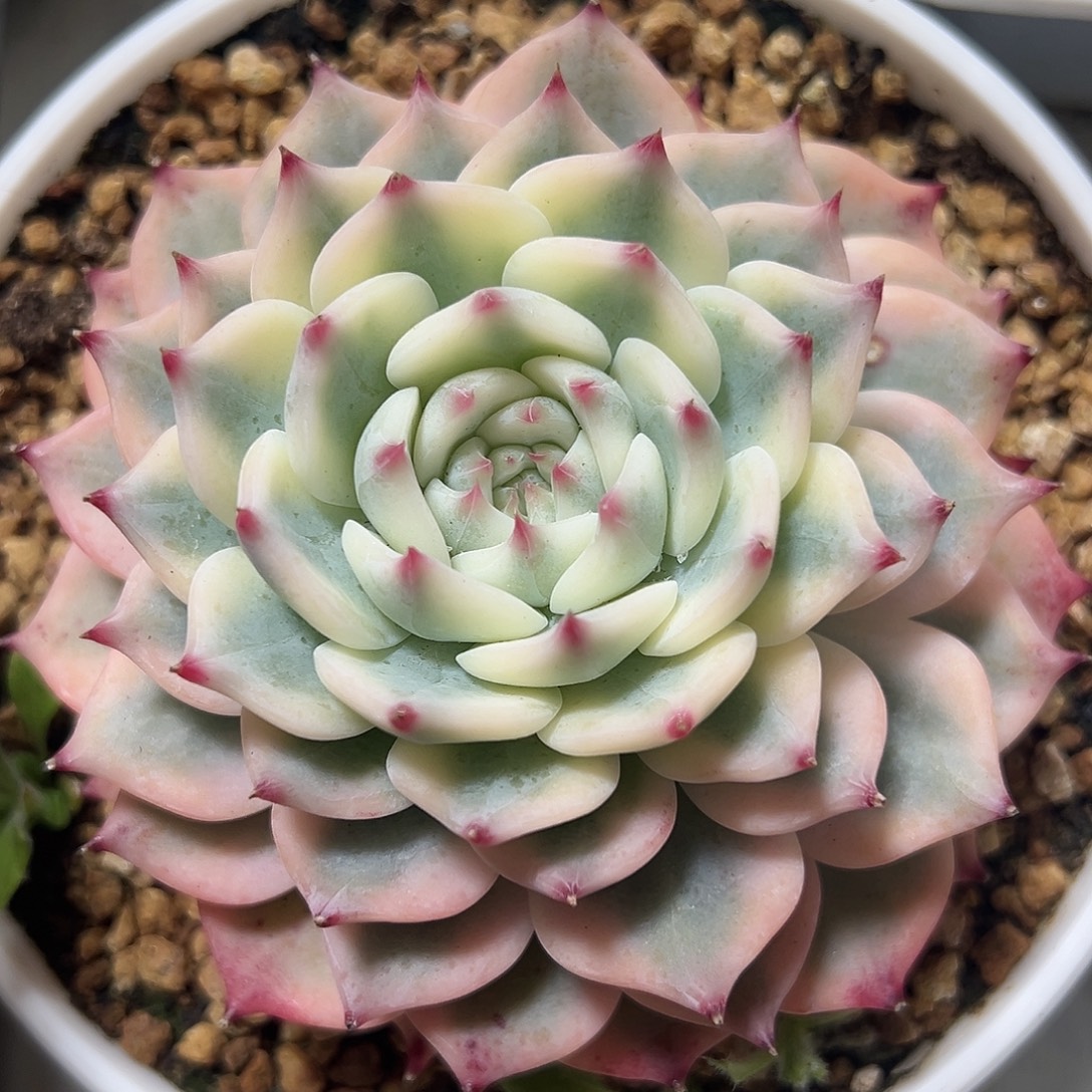 吉娃娃锦多肉植物