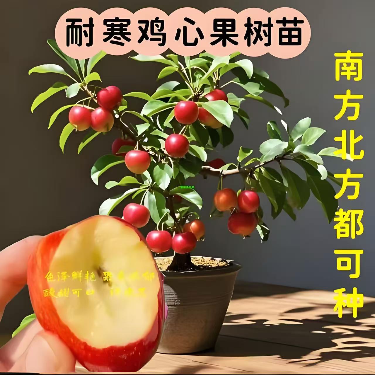 【锦绣海棠】鸡心果海棠带花芽花苞发货南北方养殖带盆带土