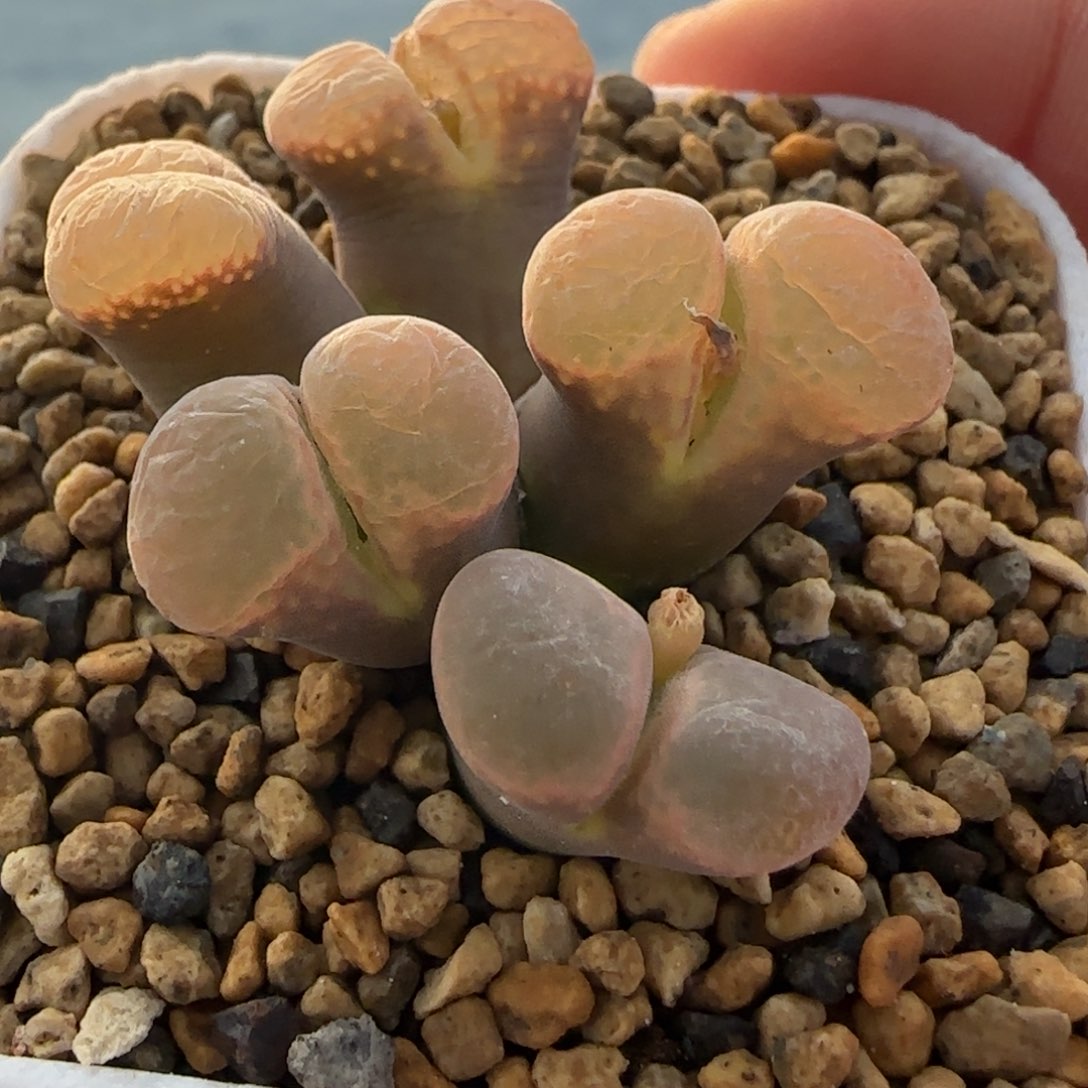 2.9号多肉风铃群41号