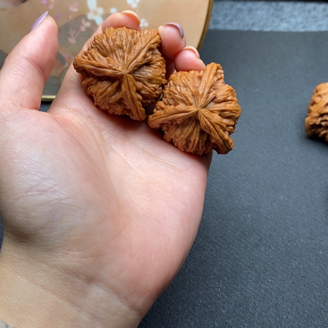 十*白狮子11111111111