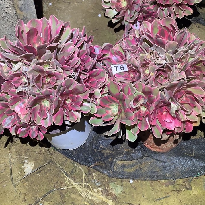 用****3多肉植物断枝不包776女妖两颗