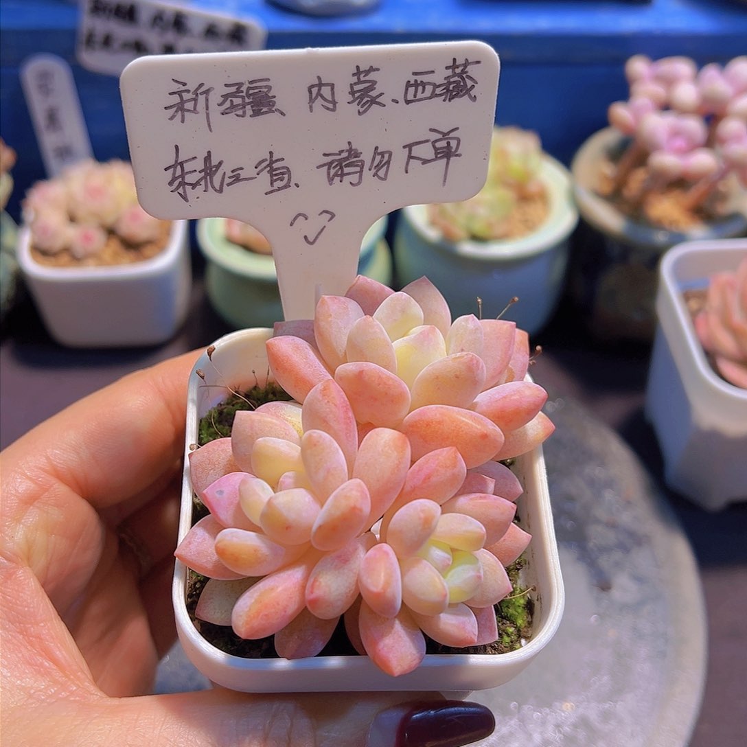 冰玉杂，带盆发货，