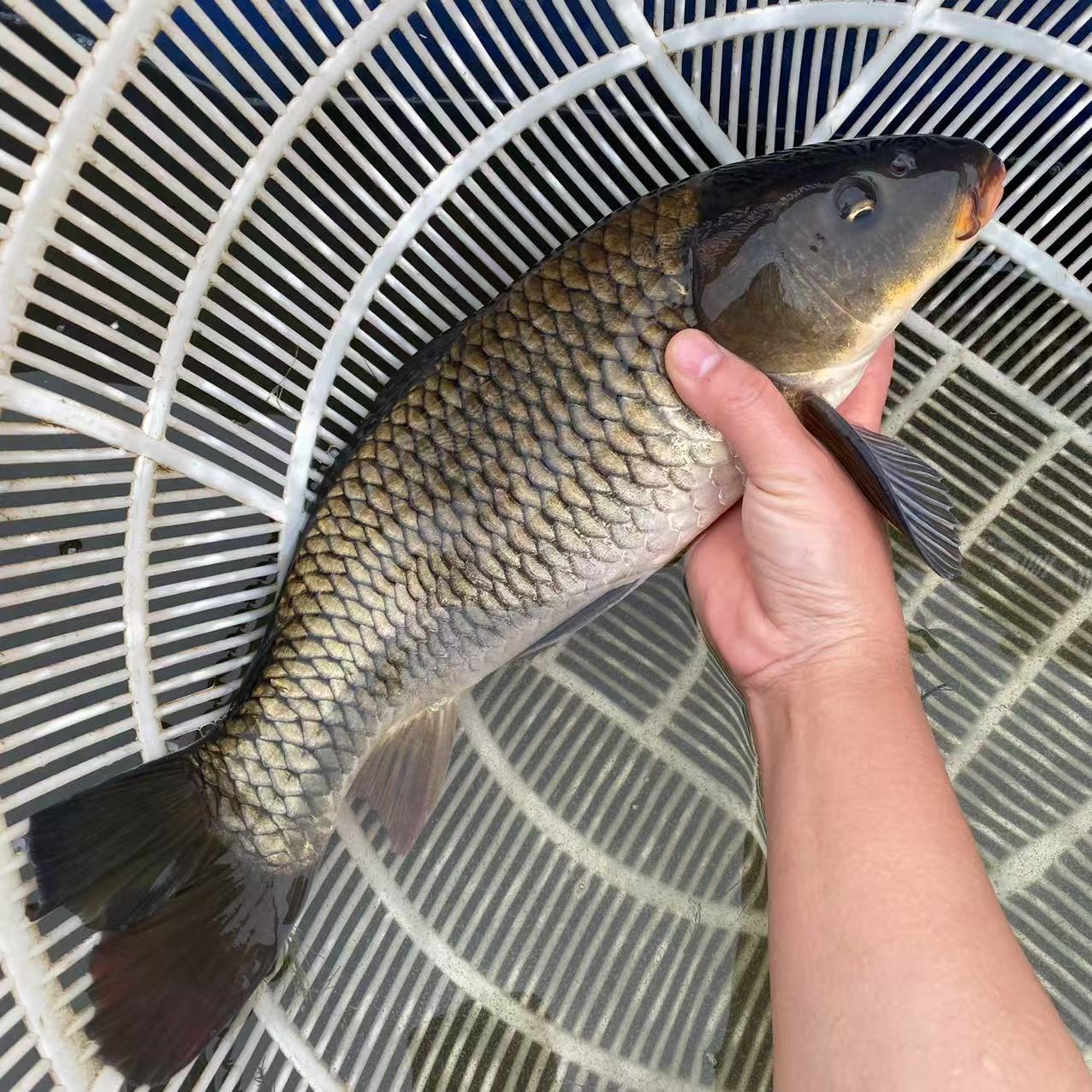 建鲤观赏鱼水族活体重庆发货