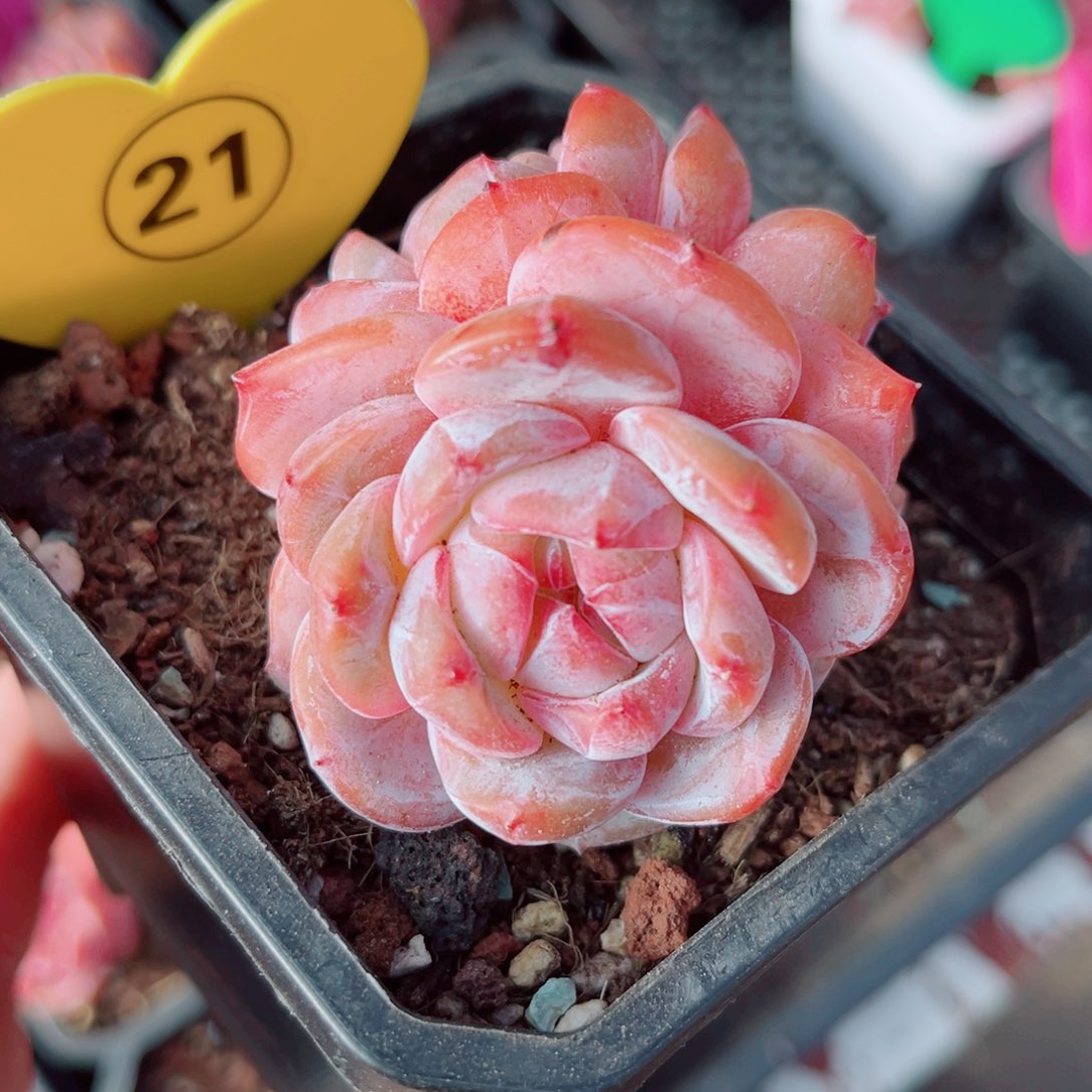 21号小老桩石榴籽星影群