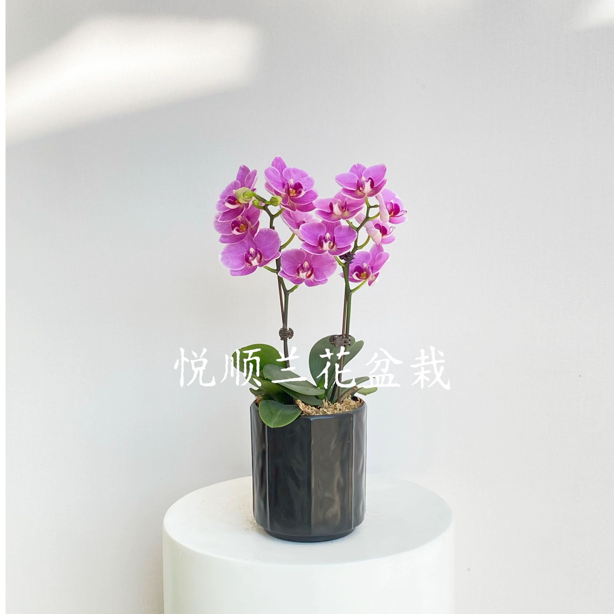 蝴蝶兰 桃汐 花期长 桌面花 