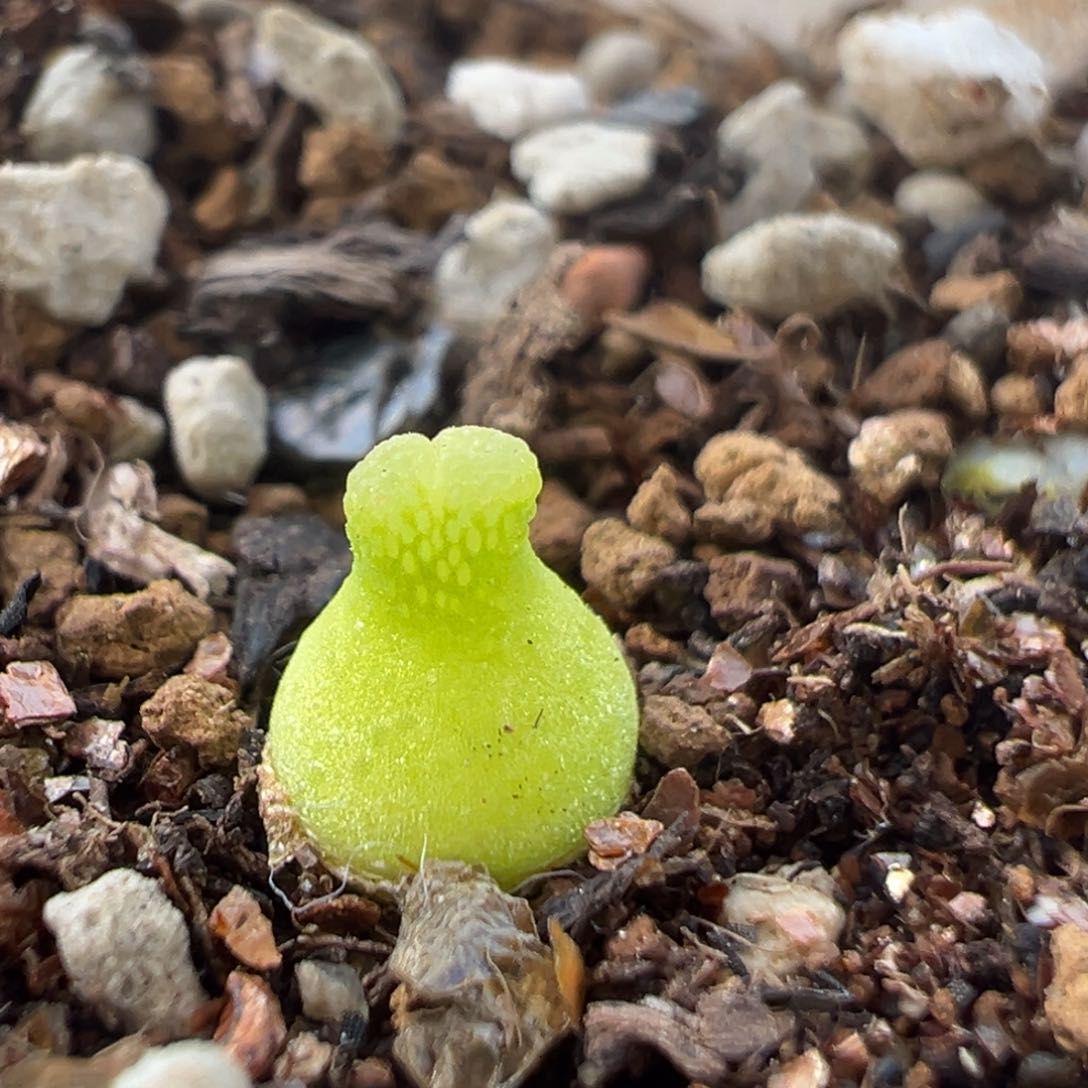 112多肉植物百科知识