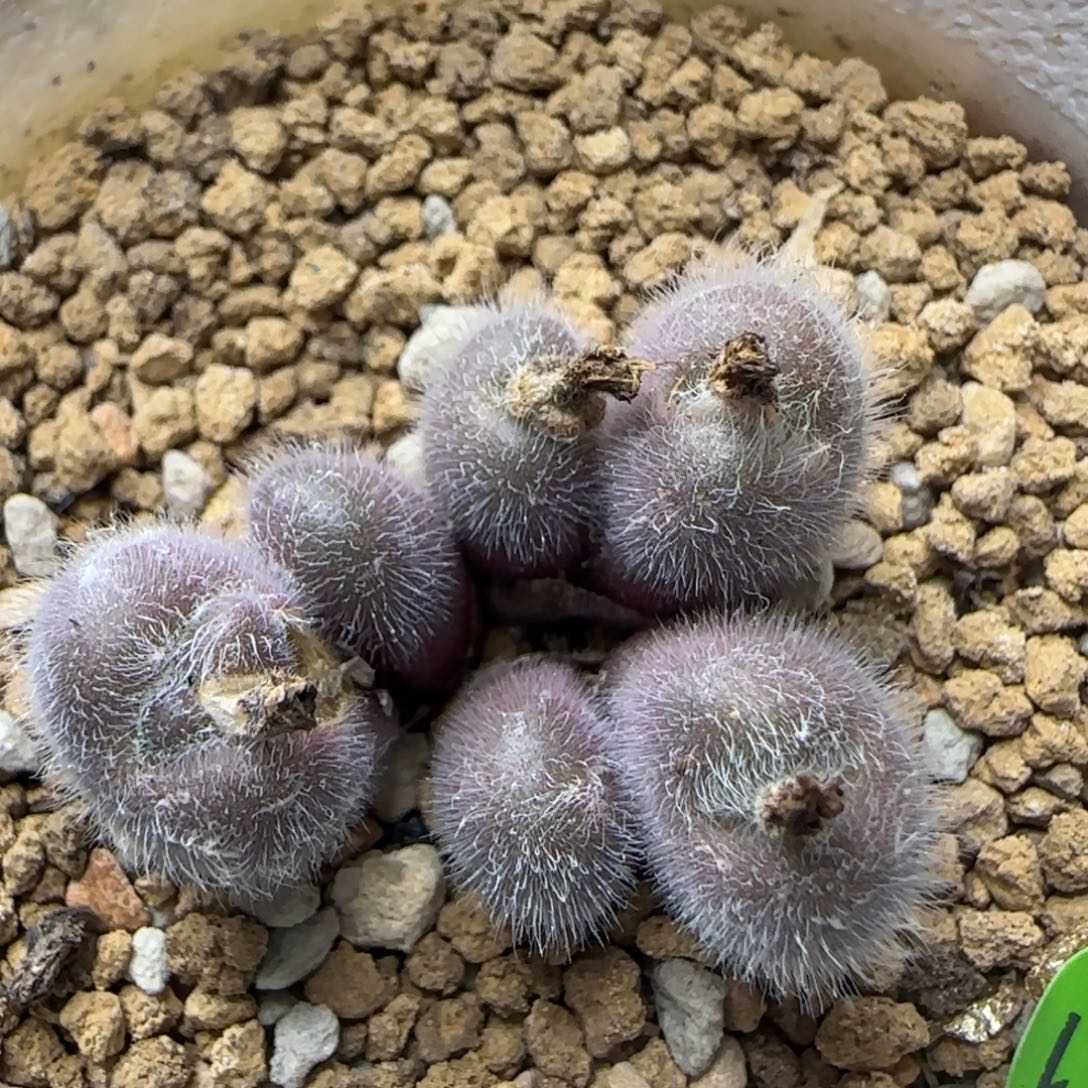 斯蒂芬大型红毛球群231