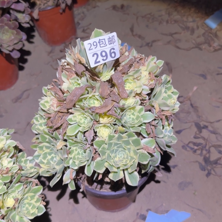 艳凝……不包断枝……多肉植物的