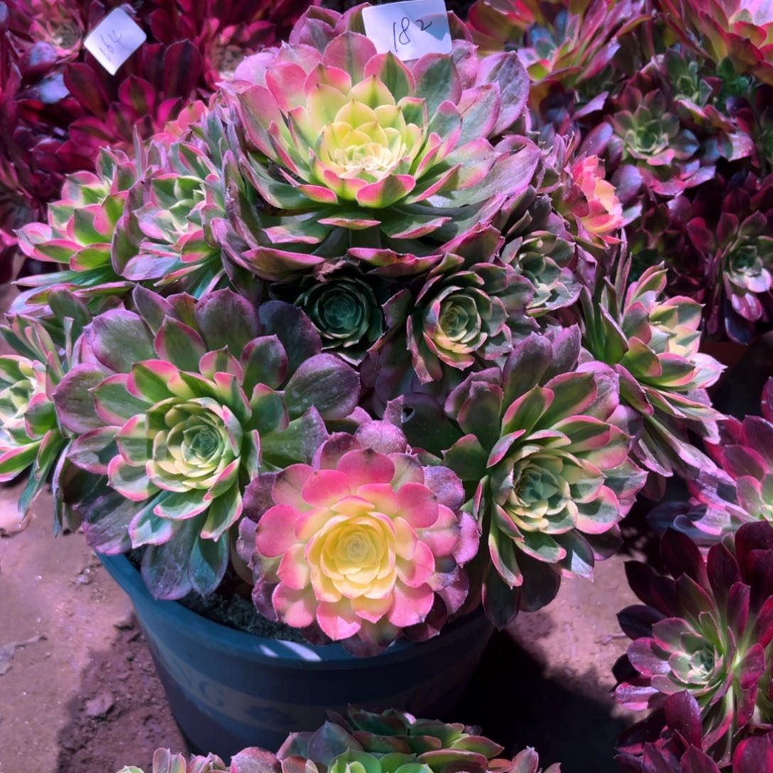 多肉植物海王182