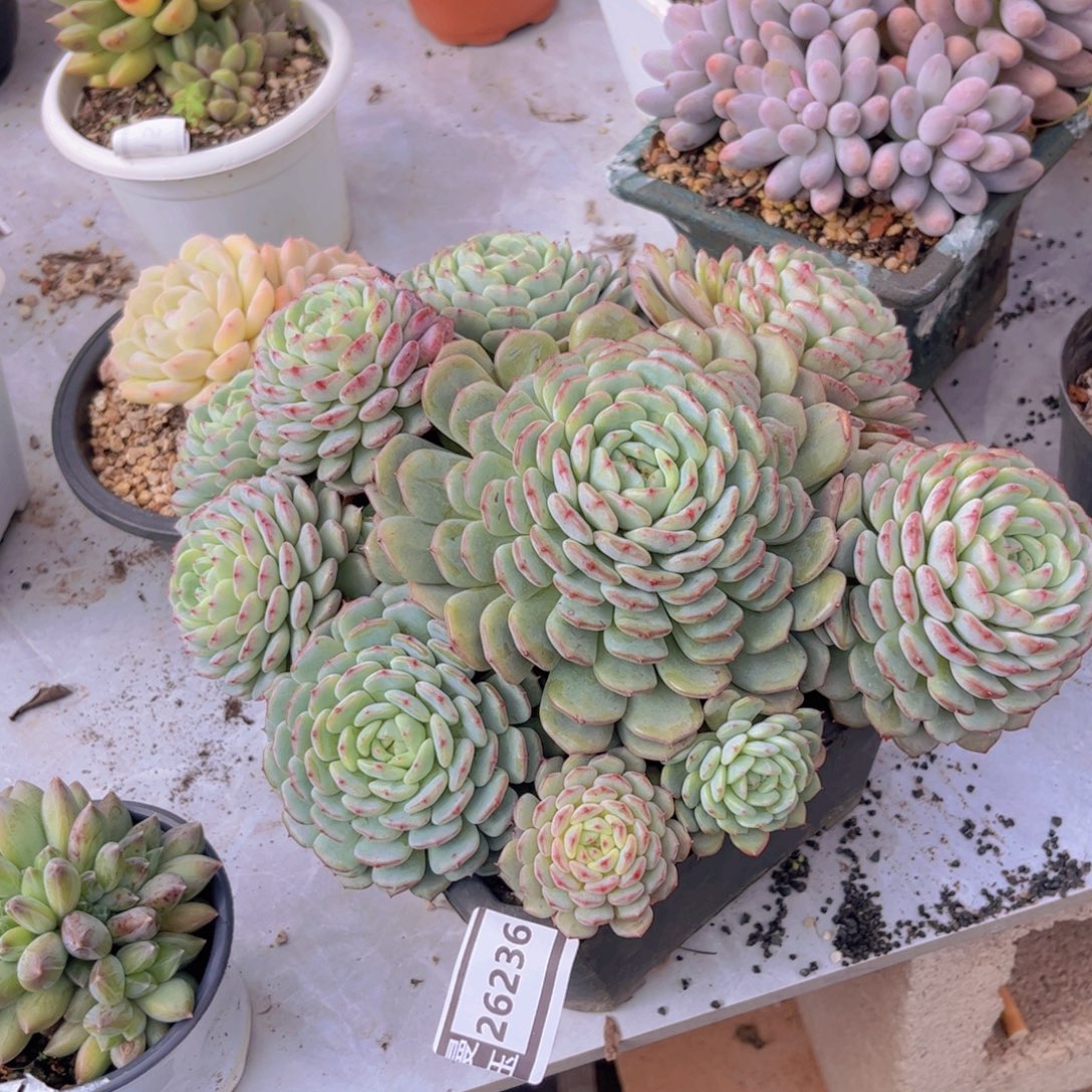 白胖子多肉植物26236