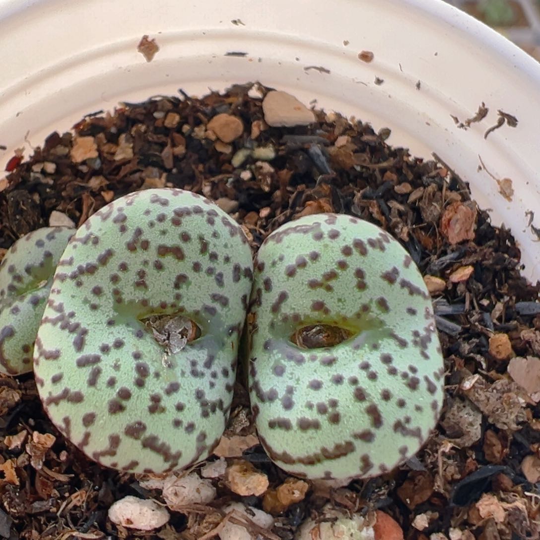 130多肉植物百科知识