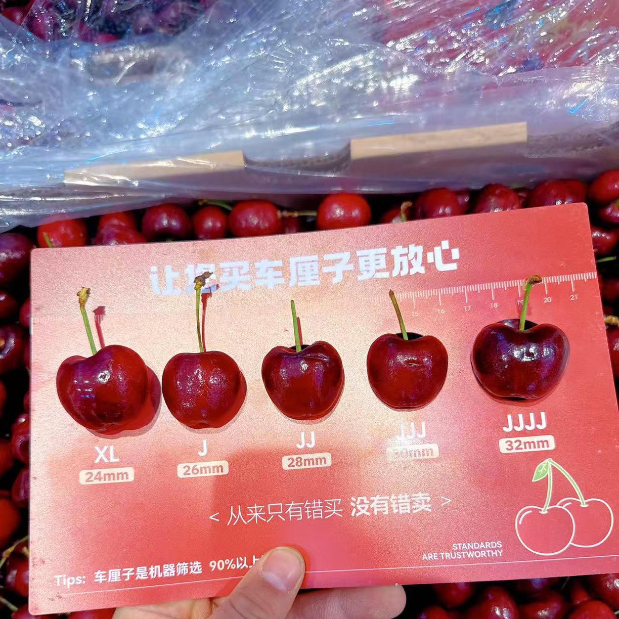 3JD海运车厘子   99元3斤