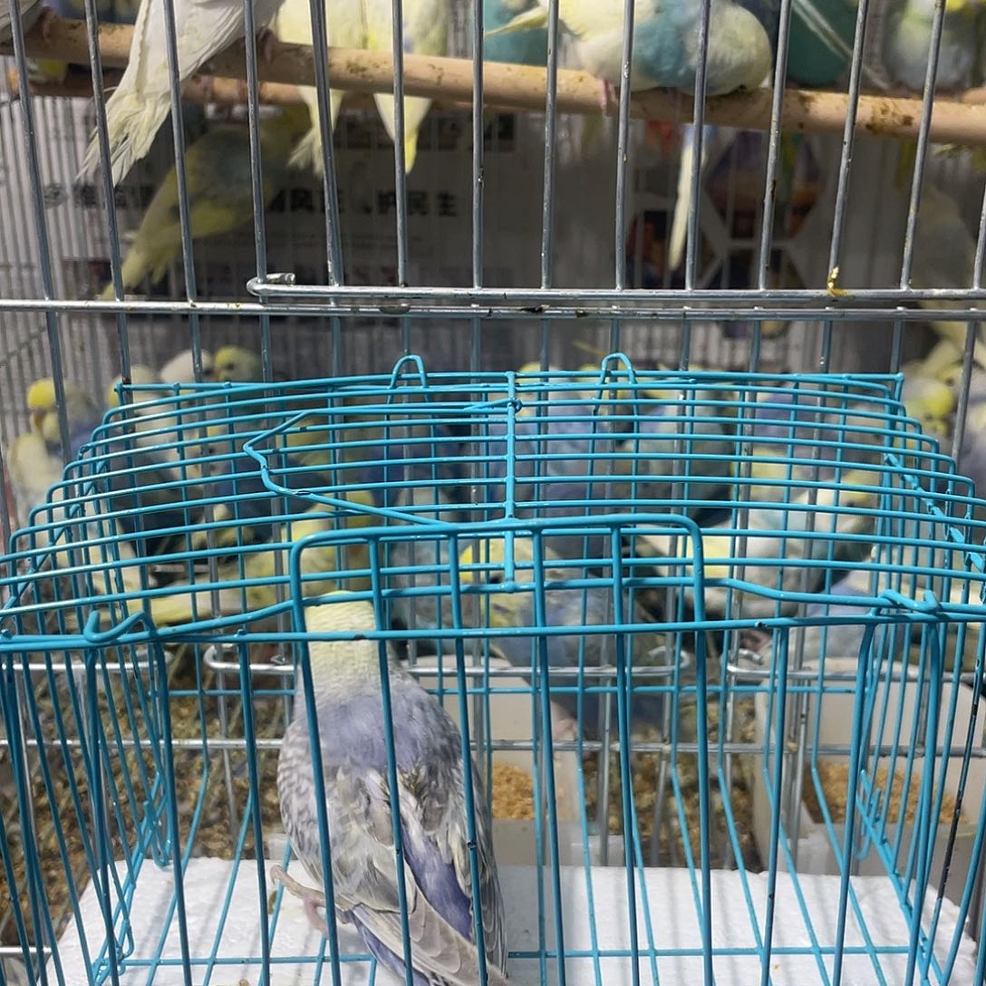 虎皮鹦鹉金彩鹦鹉