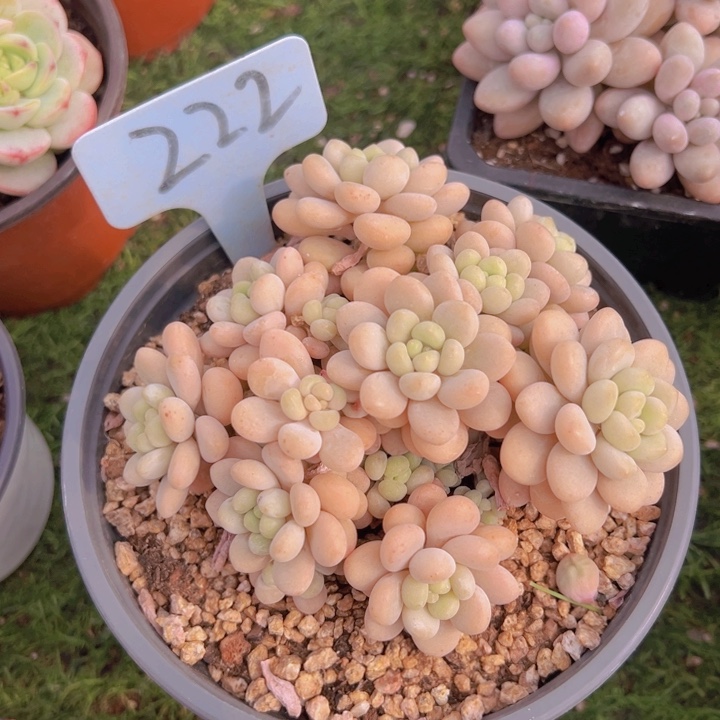 健健康康平平安安